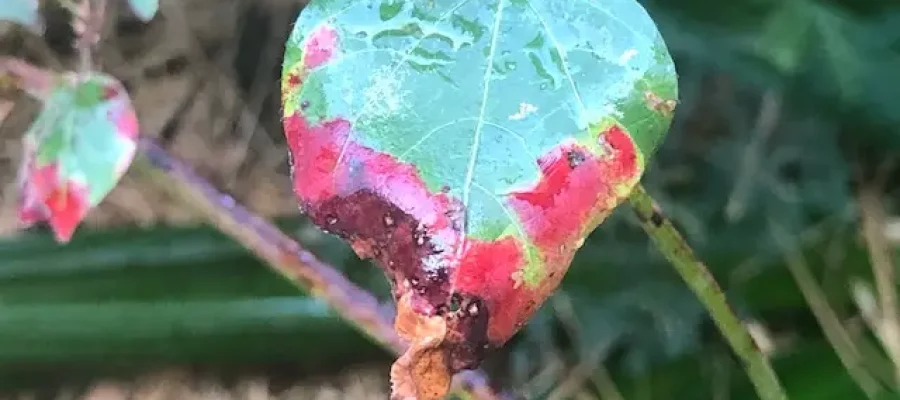 photo la boue sous la peau